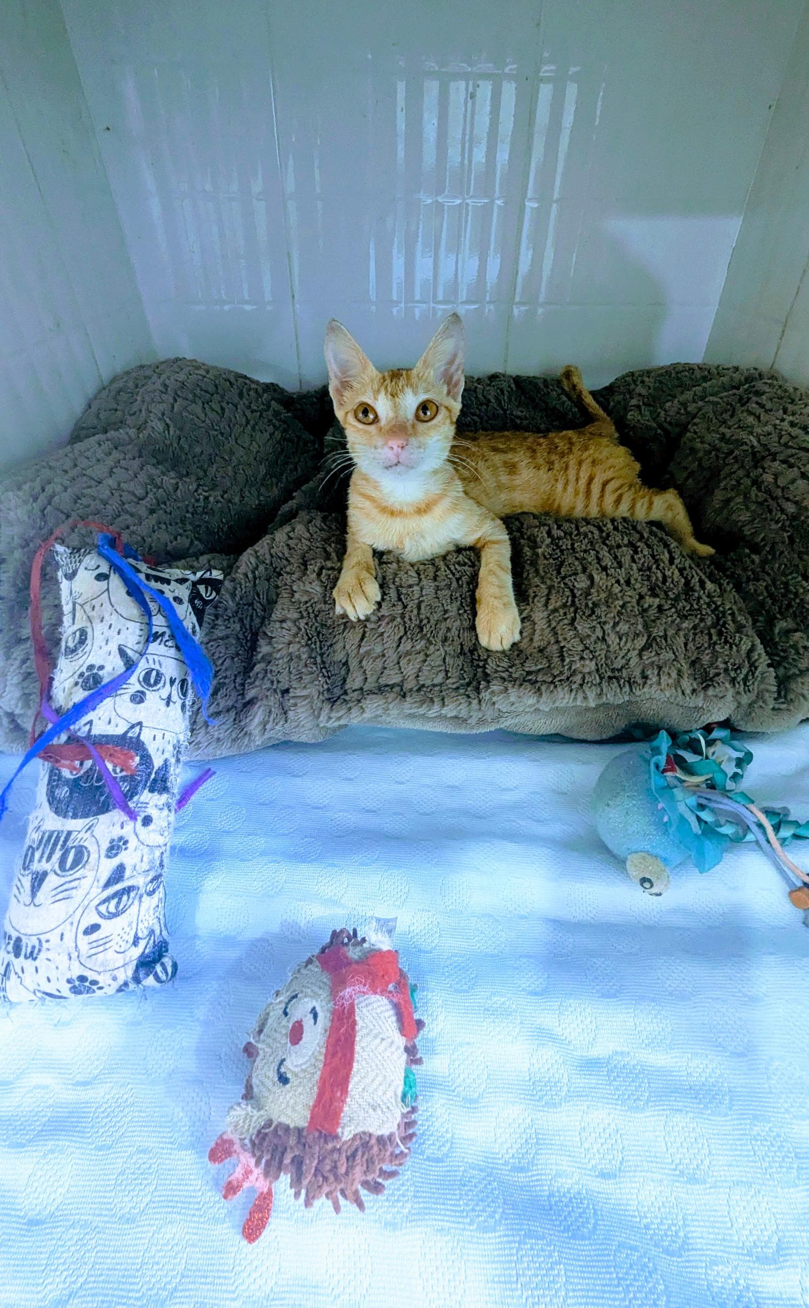 Rescued cat
