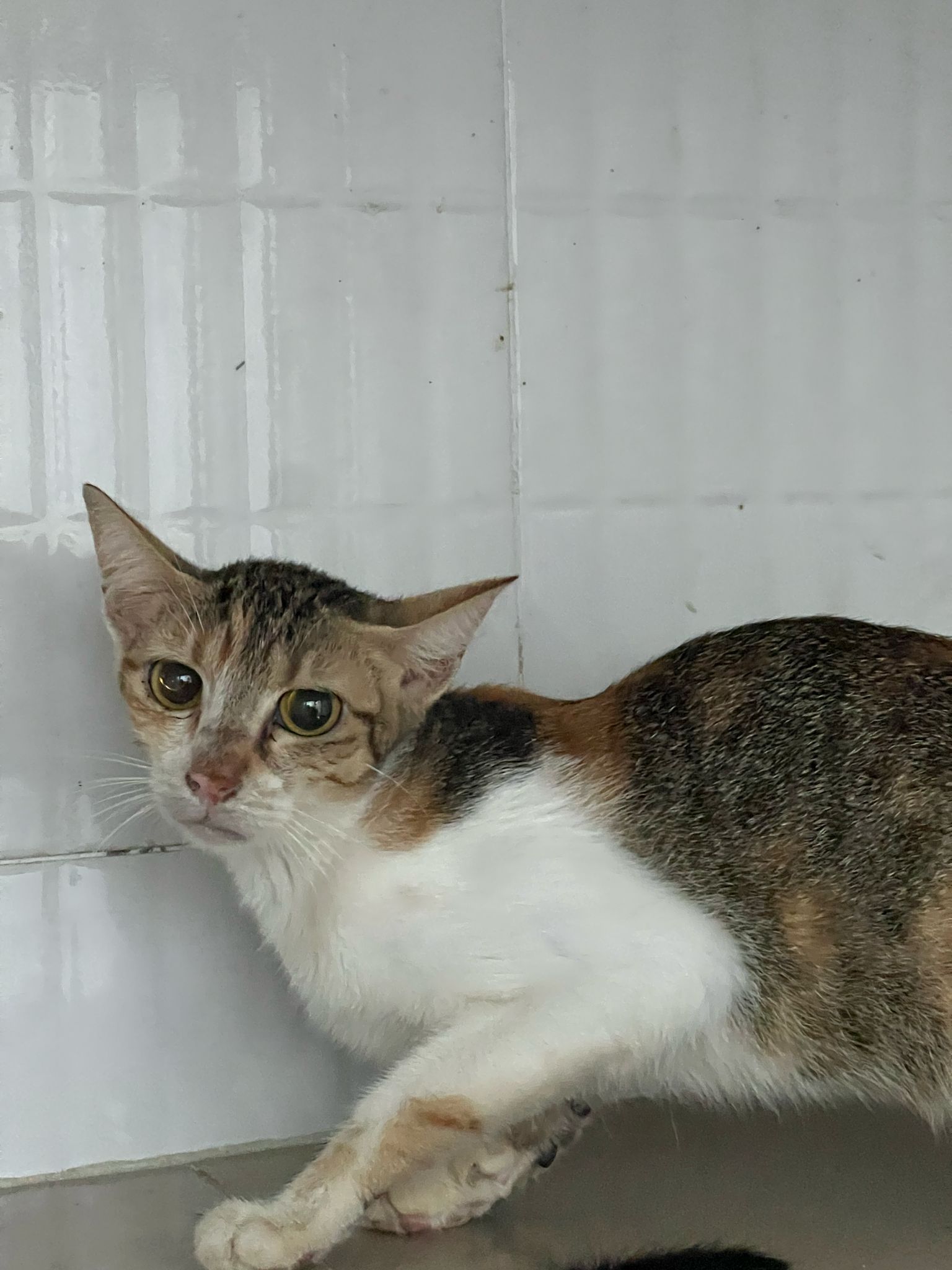 Rescued cat
