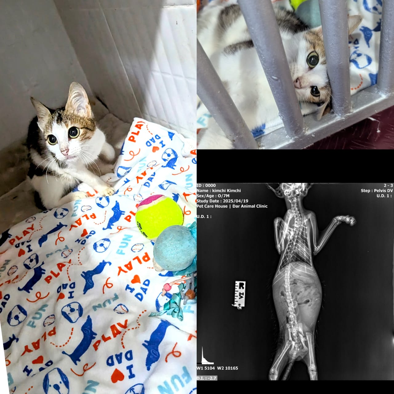 Luna the dog needing surgery