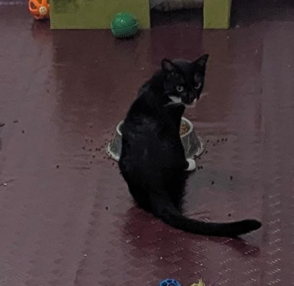 Kitty